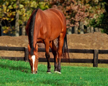Horse grazing grassの写真素材