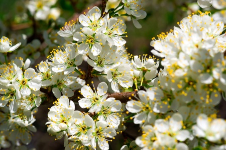 Close-up image of many white spring time blossoms of a flowering plum tree 
