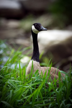 A curious Canadian Goose (Branta canadensis) sticks its head up above tall grass.の写真素材