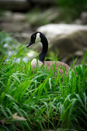 Profile of Canada goose ( Branta canadensis ) with long, arched neck sits in the lush, tall, green grass of a Canadian marsh.の写真素材