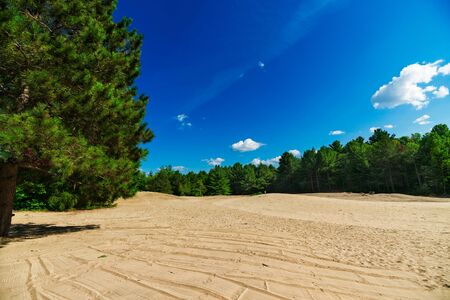 A large and expansive sand covered clearing opens out in the middle of an evergreen forest.の写真素材