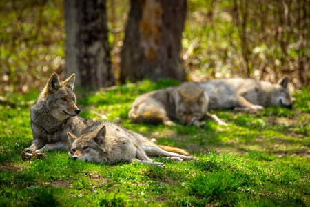 A pack of North American Coyotes lazily rest and sleep in a Canadian forest.