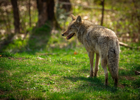 A common North American coyote ( Canis Latrans) captured from the rear and looking to the left.