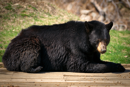 A lazy and large North American Black Bear ( Ursus Americanus) lies down and looks at the camera.の写真素材