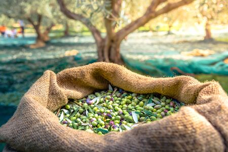Harvested fresh olives in sacks in a field in Crete, Greece for olive oil production, using green nets.の写真素材