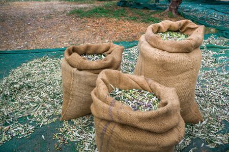 Harvested fresh olives in sacks in a field in Crete, Greece for olive oil production, using green nets.の写真素材