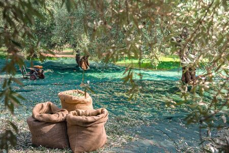 Harvested fresh olives in sacks in a field in Crete, Greece for olive oil production, using green nets.の写真素材