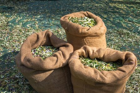 Harvested fresh olives in sacks in a field in Crete, Greece for olive oil production, using green nets.の写真素材