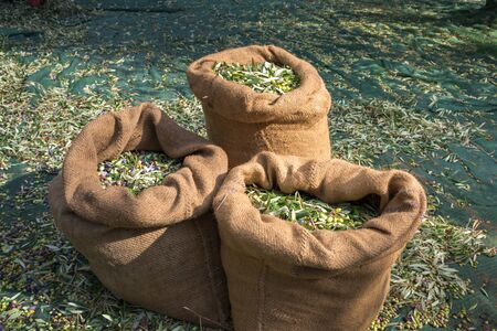 Harvested fresh olives in sacks in a field in Crete, Greece for olive oil production, using green nets.の写真素材