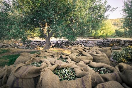 Harvested fresh olives in sacks in a field in Crete, Greece for olive oil production, using green nets.の写真素材