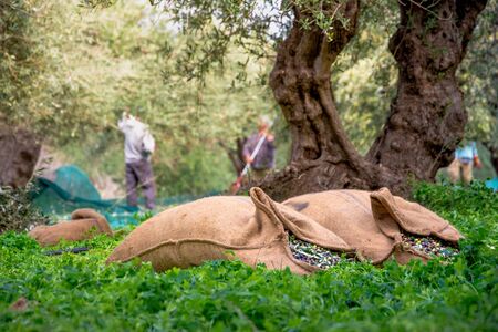 Harvested fresh olives in sacks in a field in Crete, Greece for olive oil production, using green nets.の写真素材