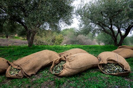 Harvested fresh olives in sacks in a field in Crete, Greece for olive oil production, using green nets.の写真素材