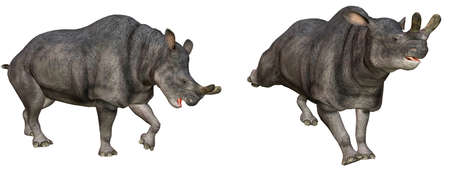 a Brontotherium from North America - isolated on whiteの写真素材