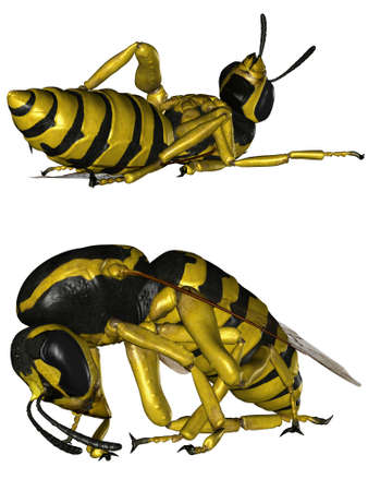 the Wasp Vespa Vulgaris - isolated on whiteの写真素材
