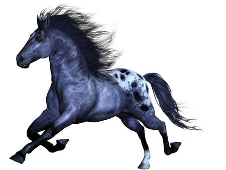 a powerful Wild horse - isolated on whiteの写真素材