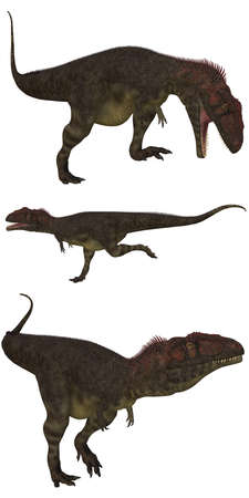 Mapusaurus lived in Argentina - isolated on whiteの写真素材