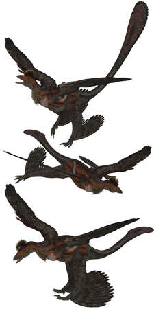 Microraptor lived in China - isolated on whiteの写真素材