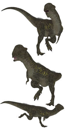 Stegoceras lived in North America - isolated on whiteの写真素材