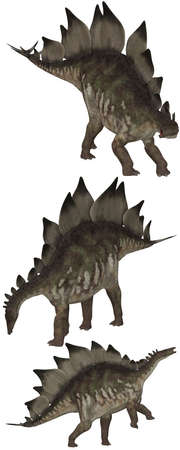 Stegosaurus lived in North America and Portugal - isolated on whiteの写真素材