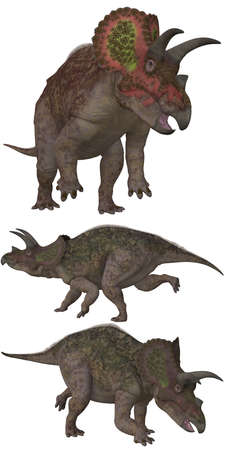 Triceratops lived in North America - isolated on whiteの写真素材