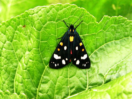 BUTTERFLYの写真素材