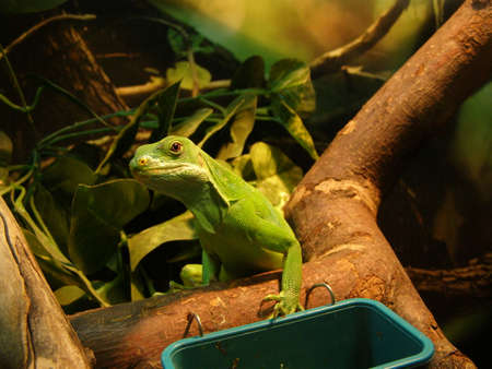 green lizardの写真素材
