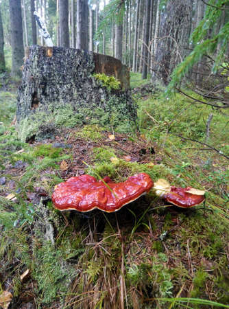 mushroomの写真素材
