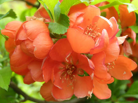 japanese quinceの写真素材