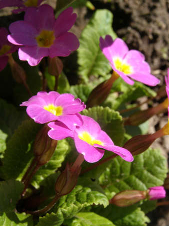 primulaの写真素材