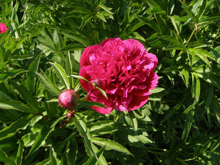 dahliaの写真素材