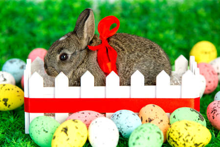 Small cute bunny with red ribbon in a fence on grass with easter eggsの写真素材