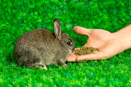 Cute little brown bunny eating from hand on grassの写真素材
