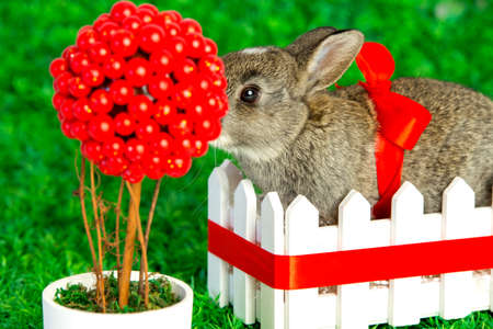 Small cute bunny with red ribbon in a fence on grassの写真素材