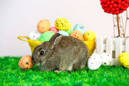 Small cute bunny with easter eggs on grass in a little gardenの写真素材