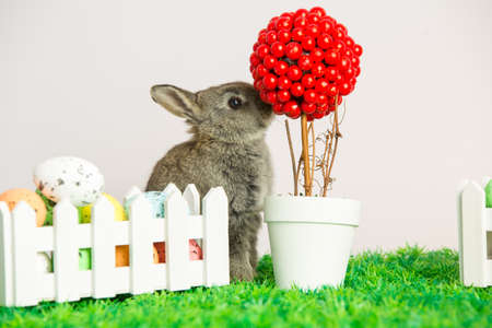 Small cute bunny with easter eggs on grass in a little gardenの写真素材