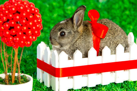 Small cute bunny with red ribbon in a fence on grassの写真素材