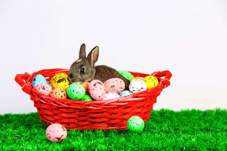 Small cute bunny with easter eggs, in a red basket on grassの写真素材