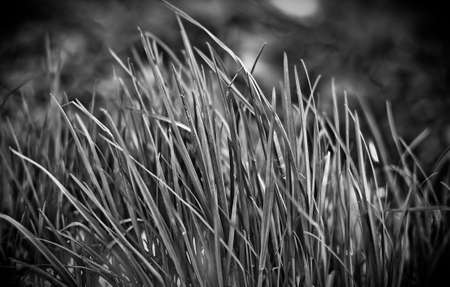 	gray grassの写真素材