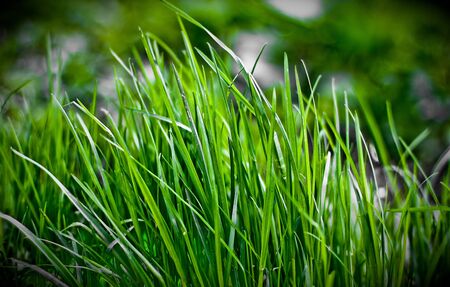 	dark green grassの写真素材