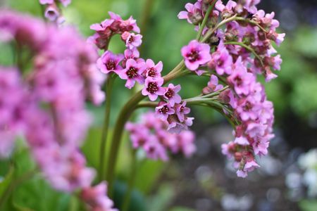 	purple flowerの写真素材