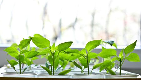 Fresh green leaves and stems of a young plantsの写真素材
