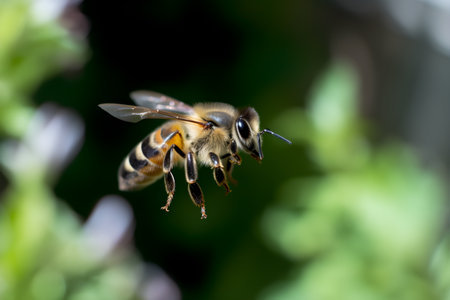 Honey bee (Apis mellifera) on a plantの素材