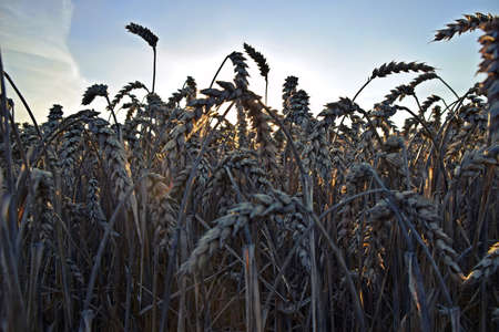 wheat in sunsetの写真素材