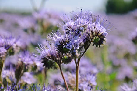 amazing phacelia fieldの写真素材