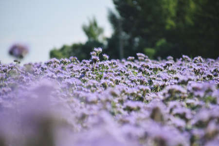 amazing phacelia fieldの写真素材