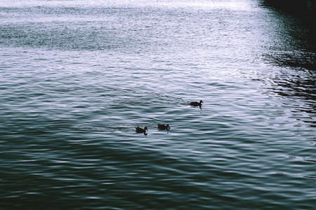 3 ducks in river Daugavaの写真素材