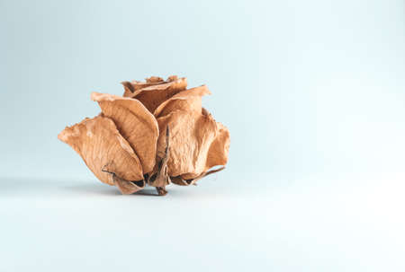 Dried yellow rose isolated on white background, retro - vintage lookの写真素材