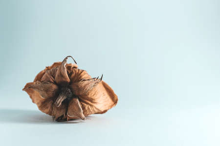 Dried yellow rose isolated on white background, retro - vintage lookの写真素材