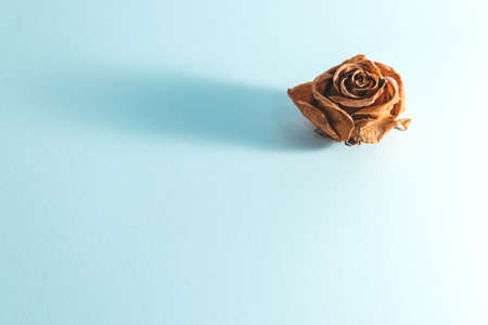 Dried yellow rose isolated on blue background, retro - vintage lookの写真素材