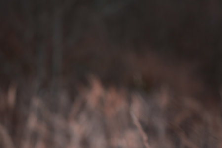 Blurred, brown tone natural backgroundの写真素材
